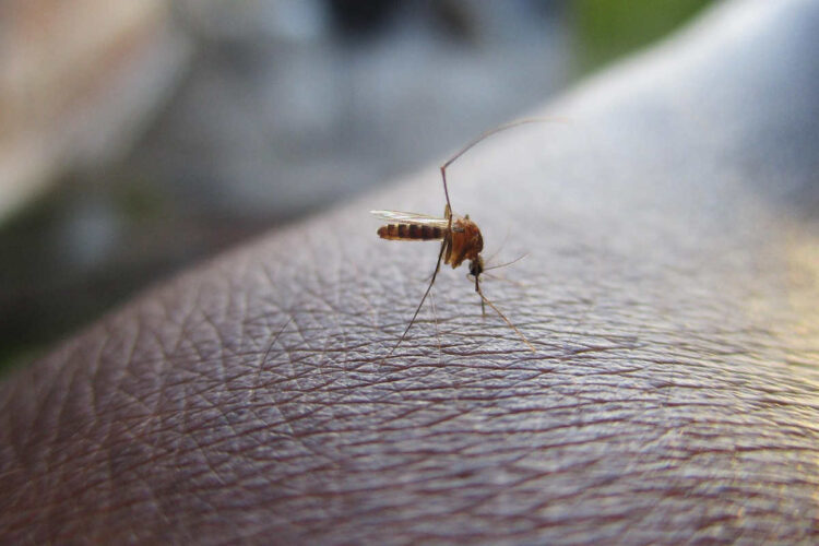 West Nile Virus: c'è da preoccuparsi? Ecco i sintomi campanello d'allarme