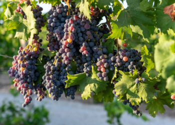 Seminario scientifico a Vittoria il 13 giugno