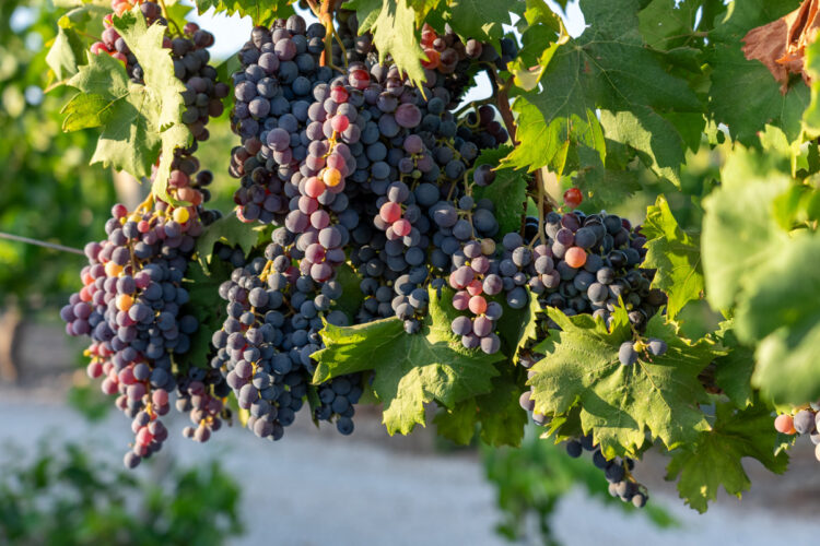 Seminario scientifico a Vittoria il 13 giugno