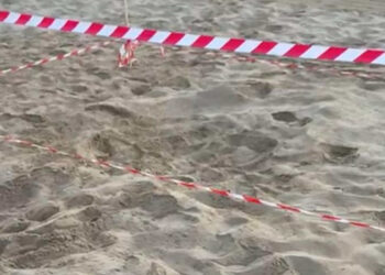 Primo nido di tartarughe Caretta Caretta sulla spiaggia di Marina di Modica