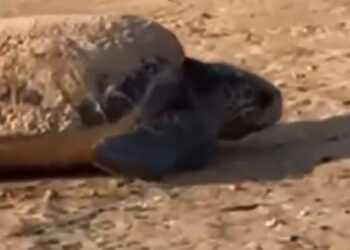 Nido di tartaruga Caretta Caretta a Cava d'Aliga: il quarto nelle spiagge sciclitane