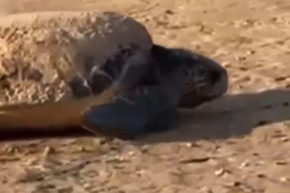 Nido di tartaruga Caretta Caretta a Cava d’Aliga: il quarto nelle spiagge sciclitane