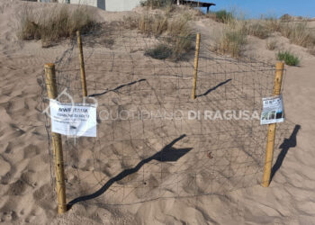 8 nidi di tartarughe Caretta Caretta nel litorale di Scicli