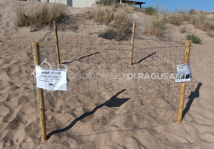 8 nidi di tartarughe Caretta Caretta nel litorale di Scicli