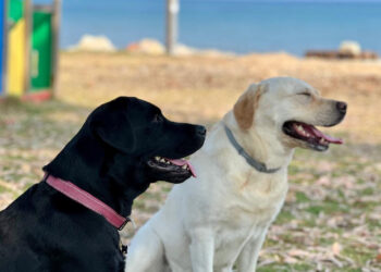 Marina di Ragusa: ecco la spiaggia dove si può andare con il proprio cane