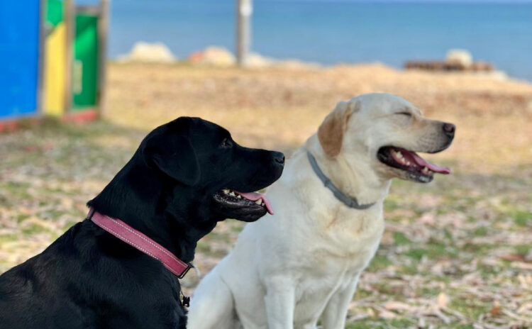 Marina di Ragusa: ecco la spiaggia dove si può andare con il proprio cane