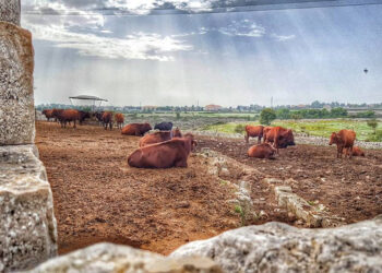 Razze bovine siciliane in via di estinzione, a Ragusa focus su Modicane e Cinisara