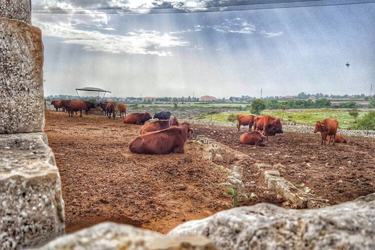 Razze bovine siciliane in via di estinzione, a Ragusa focus su Modicane e Cinisara