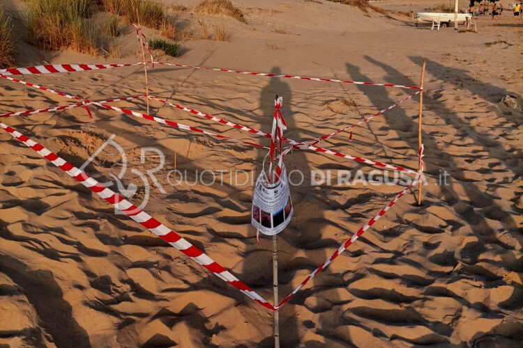 Scicli, salgono a 11 i nidi di tartaruga caretta Caretta: altri 3 nidi tra Bruca e Spinasanta