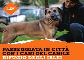 Lav Ragusa organizza una passeggiata a Marina con i cani del canile rifugio degli iblei