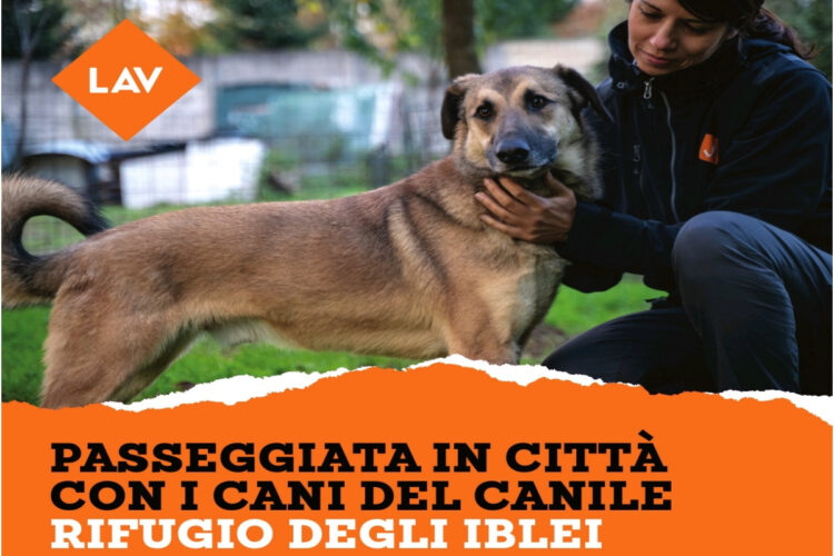 Lav Ragusa organizza una passeggiata a Marina con i cani del canile rifugio degli iblei