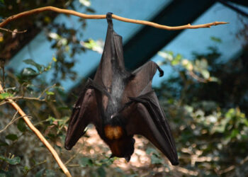 Nuovi virus scoperti nei pipistrelli cinesi: due famiglie virali preoccupano gli Scienziati