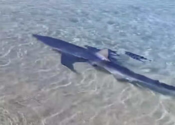 Squalo a pochi metri dalla spiaggia: paura e stupore nelle acque di Torre Faro