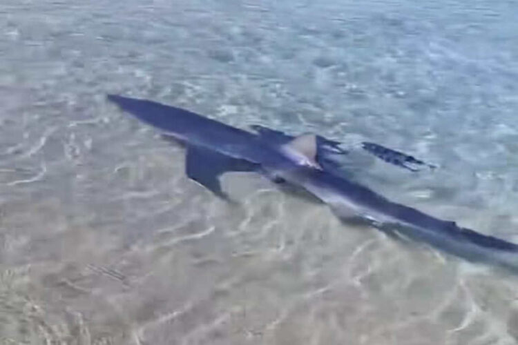 Squalo a pochi metri dalla spiaggia: paura e stupore nelle acque di Torre Faro