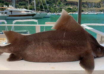 Raro esemplare di squalo angolato pescato a Castellammare del Golfo
