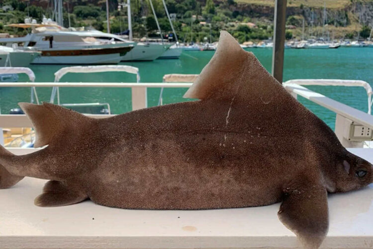 Raro esemplare di squalo angolato pescato a Castellammare del Golfo