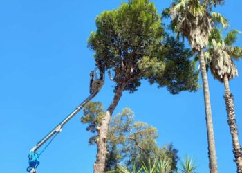 Comiso, abbattuto pino pluridecennale nel cortile comunale di via Canonico Flaccavento