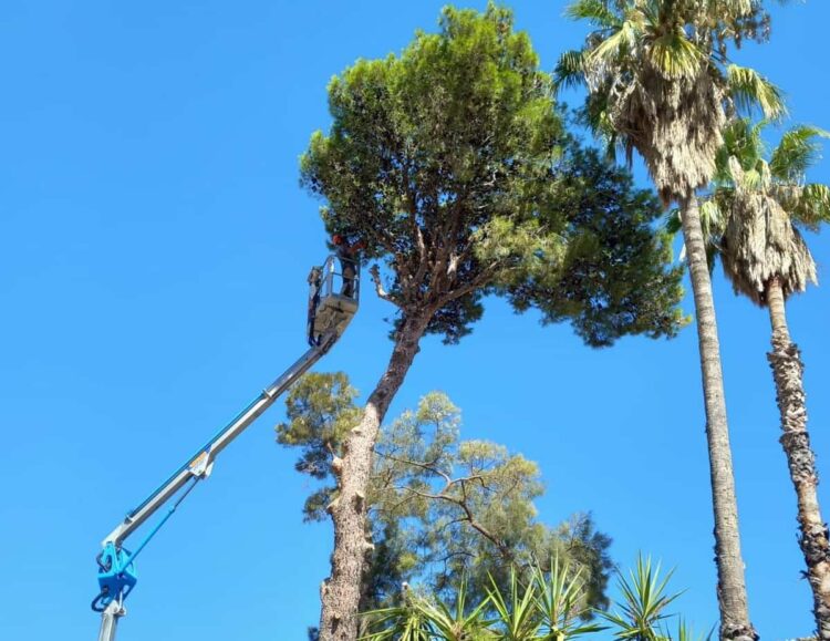Comiso, abbattuto pino pluridecennale nel cortile comunale di via Canonico Flaccavento