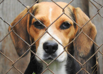 Modica: depotenziamento Ufficio Randagismo e paralisi Rifugio Sanitario di Giulia