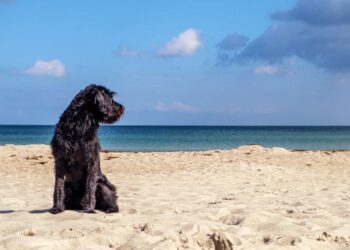Ragusa, ordinanza vieta esposizione al sole degli animali