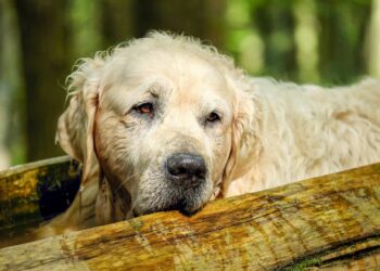 Ragusa la Lav per una ricerca scientifica senza l'uso di animali