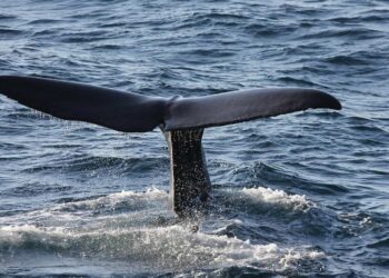 Sicilia, 80 capodogli nel mare delle Isole Eolie