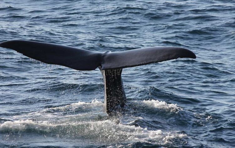 Sicilia, 80 capodogli nel mare delle Isole Eolie