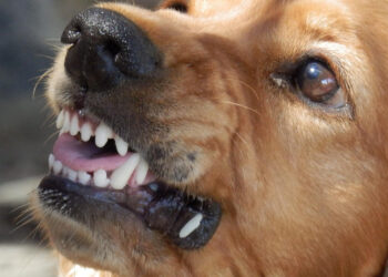 Scoglitti, 70enne in vacanza aggredita da un cane randagio