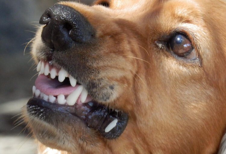 Scoglitti, 70enne in vacanza aggredita da un cane randagio