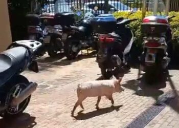 Tre maialini cadono dal camion e cercano rifugio in assessorato