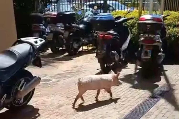 Tre maialini cadono dal camion e cercano rifugio in assessorato