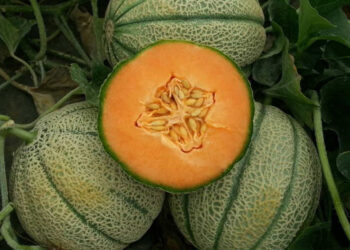 Il Melone di Licata punta all'IGP: costituito il Comitato Promotore