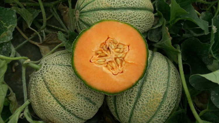 Il Melone di Licata punta all'IGP: costituito il Comitato Promotore