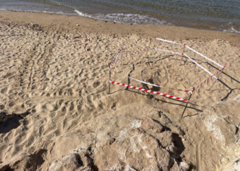 Un nido di Caretta cartella alla Riserva Irminio