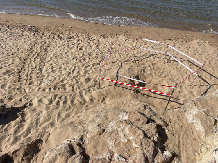 Un nido di Caretta cartella alla Riserva Irminio