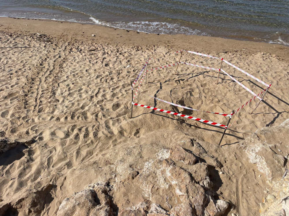 Un nido di Caretta cartella alla Riserva Irminio