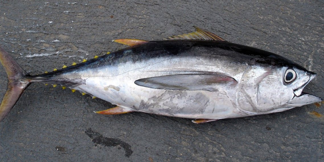 Pesca illegale di tonno rosso, sequestrati 90 kg e multa da capogiro per 2 pescatori a Scoglitti