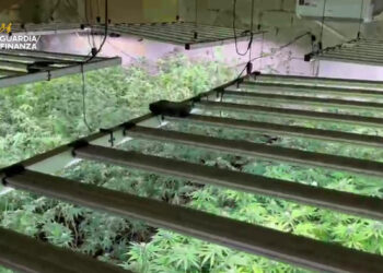 Palermo: scoperta una piantagione di oltre 900 piante di marijuana a Bolognetta