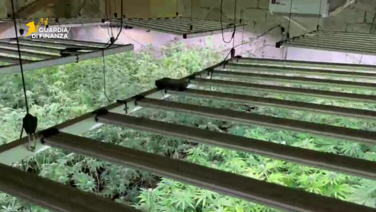 Palermo: scoperta una piantagione di oltre 900 piante di marijuana a Bolognetta