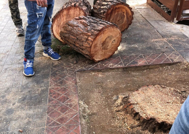 Fare Verde Vittoria, la strage di alberi non si ferma