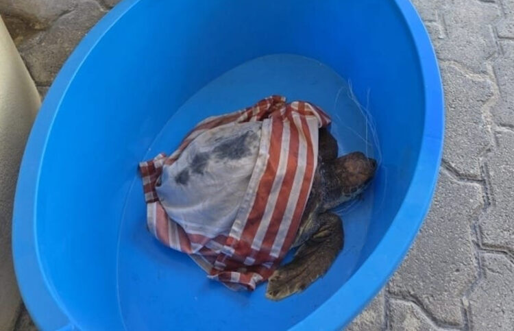 Pozzallo: tartaruga Caretta Caretta salvata al largo del porto commerciale