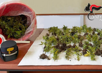Vittoria, marijuana nella serra, piantine e semi: arrestato vittoriese