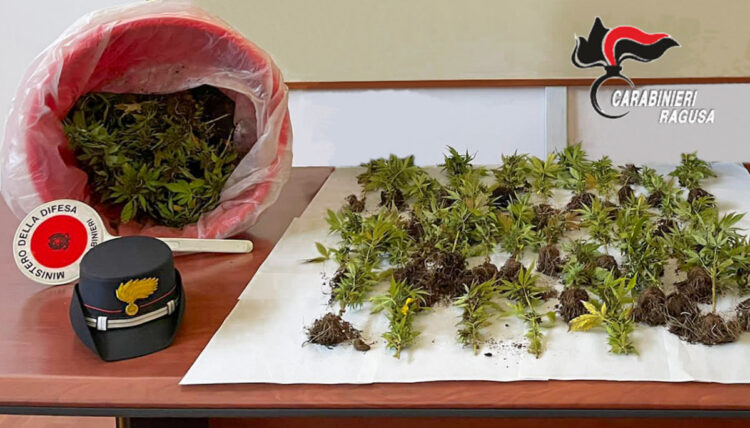 Vittoria, marijuana nella serra, piantine e semi: arrestato vittoriese