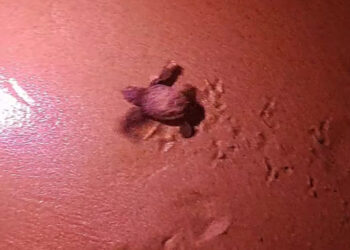 Scicli, decine di tartarughe Caretta Caretta nate nella spiaggia tra Bruca ed Arizza