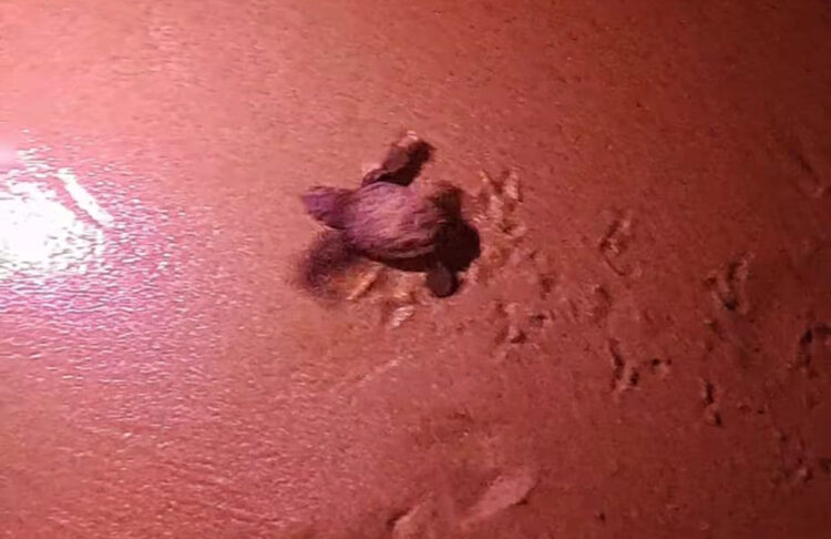 Scicli, decine di tartarughe Caretta Caretta nate nella spiaggia tra Bruca ed Arizza