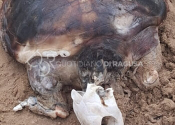 Tartaruga Caretta Caretta trovata morta in spiaggia tra Bruca ed Arizza