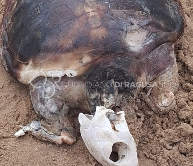 Tartaruga Caretta Caretta trovata morta in spiaggia tra Bruca ed Arizza