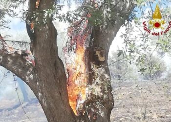 Maltempo Modica, albero colpito da un fulmine prende fuoco
