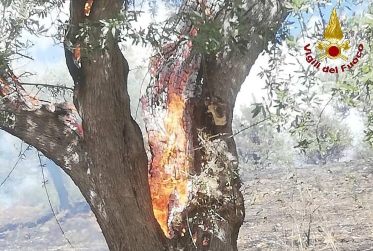 Maltempo Modica, albero colpito da un fulmine prende fuoco