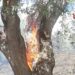 Maltempo Modica, albero colpito da un fulmine prende fuoco